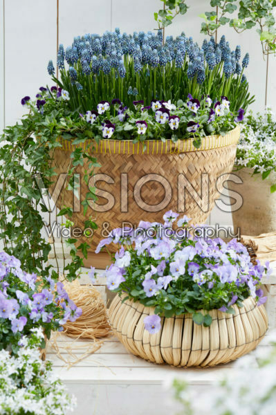 Muscari Night Eyes® Muscari Night Eyes®