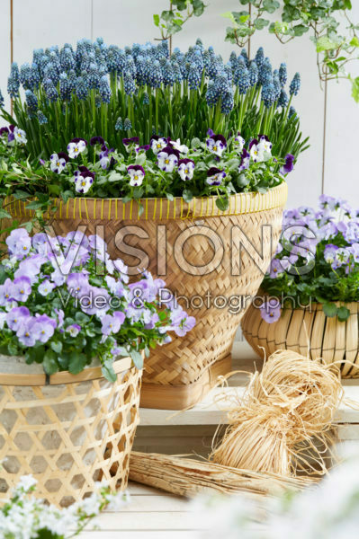 Muscari Night Eyes® Muscari Night Eyes®