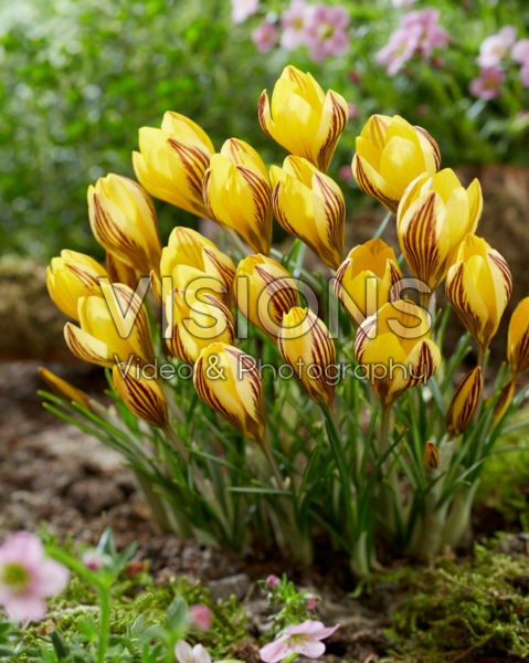 Crocus Early Gold