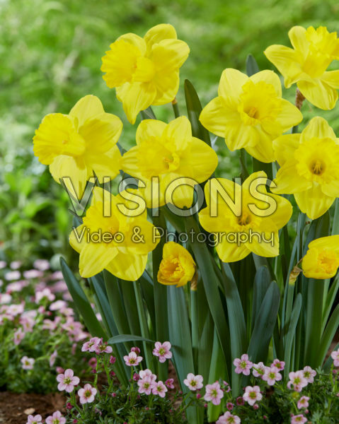 Narcissus Lucky Number Narcissus Lucky Number
