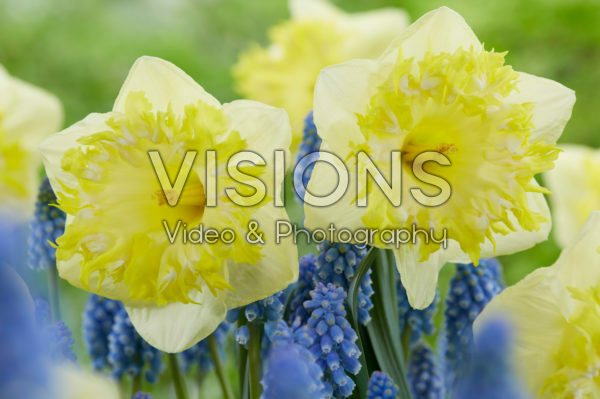 Narcissus Snowtip Narcissus Snowtip