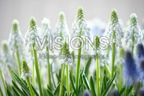 Muscari Manon® Muscari Manon®