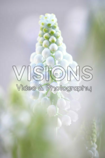 Muscari Manon® Muscari Manon®