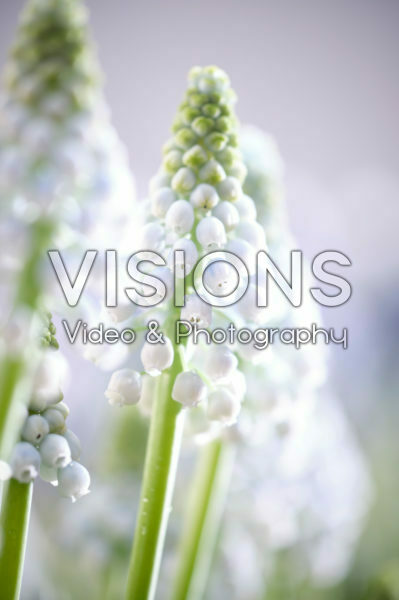 Muscari Manon® Muscari Manon®