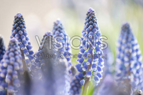 Muscari Lindsay® Muscari Lindsay®