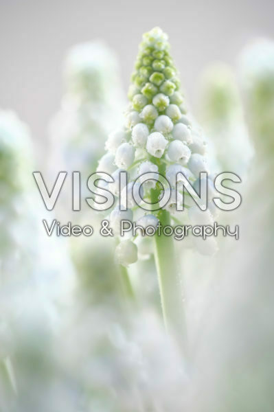 Muscari Manon® Muscari Manon®