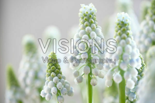 Muscari Manon® Muscari Manon®