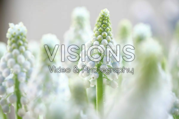 Muscari Manon® Muscari Manon®