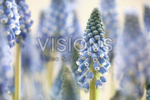Muscari Carola® Muscari Carola®