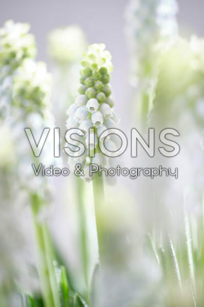 Muscari Manon® Muscari Manon®