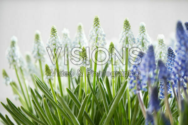Muscari Manon® Muscari Manon®