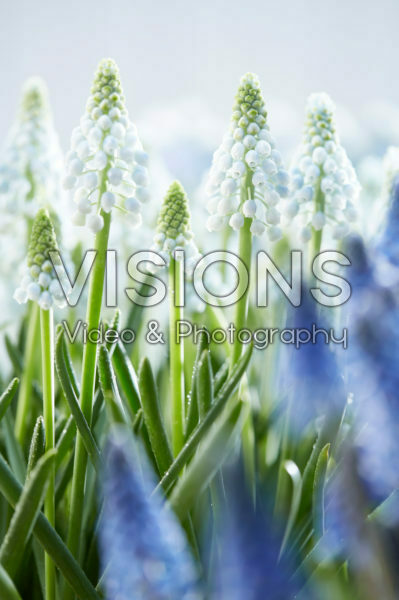 Muscari Manon® Muscari Manon®
