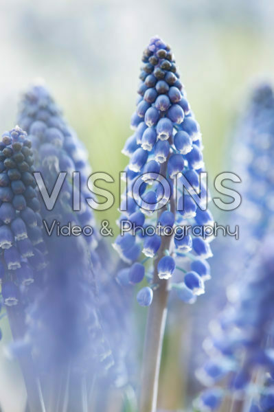Muscari Lindsay® Muscari Lindsay®