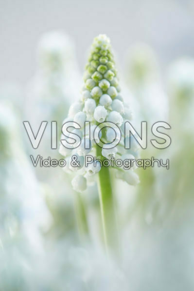 Muscari Manon® Muscari Manon®
