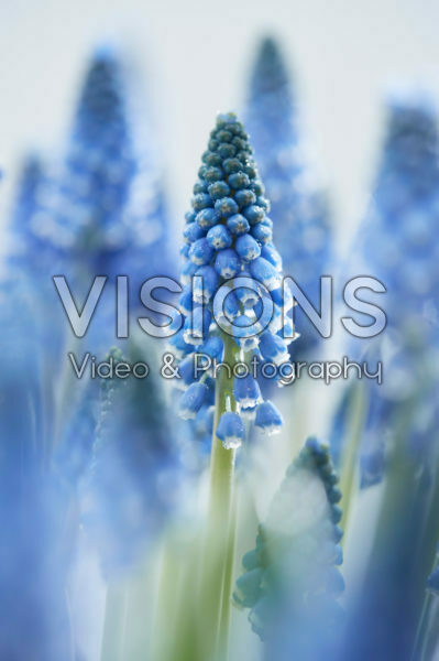 Muscari Carola® Muscari Carola®