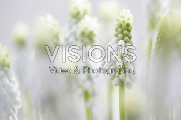 Muscari Manon® Muscari Manon®
