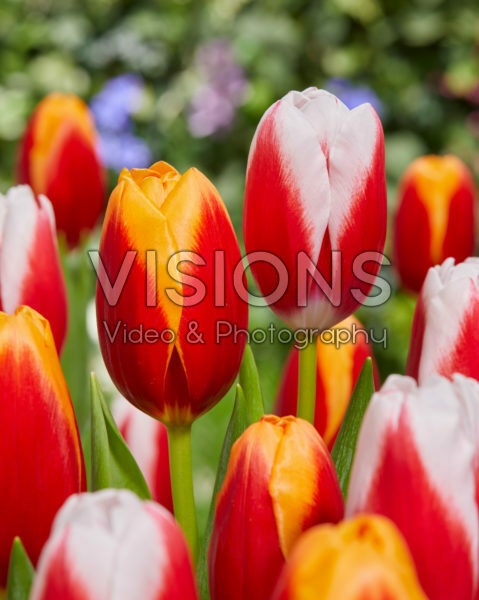 Tulipa combinatie