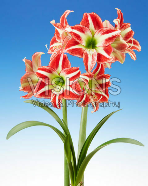 Hippeastrum Ocean Drive Hippeastrum Ocean Drive
