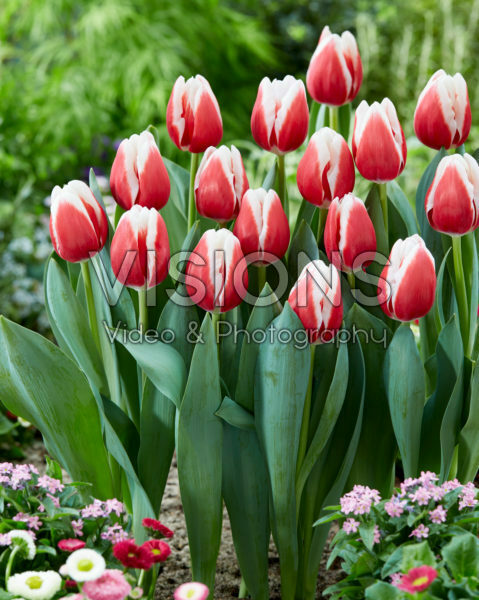 Tulipa De Dijk