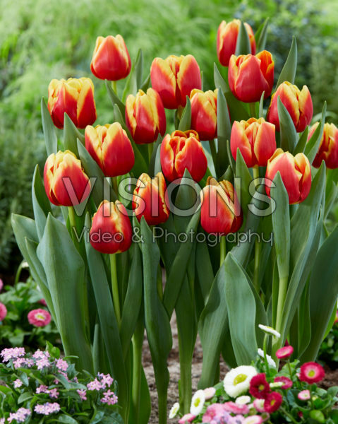 Tulipa Replay