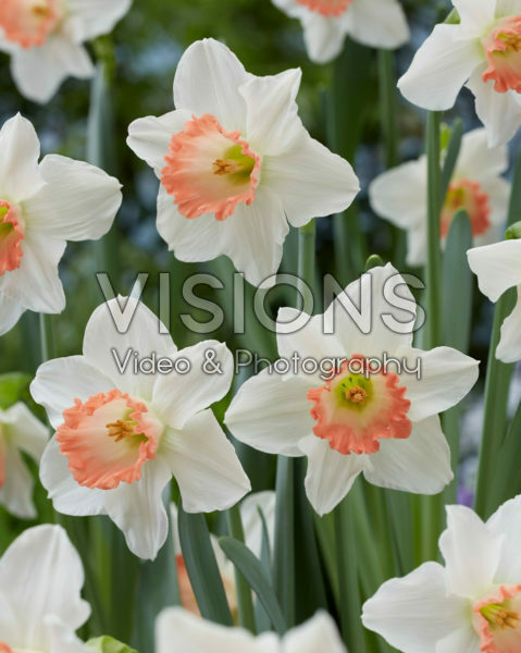 Narcissus Pink Charm