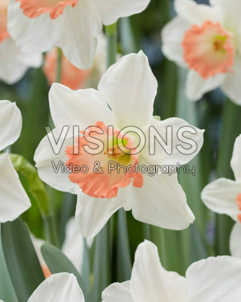 Narcissus Pink Charm Narcissus Pink Charm