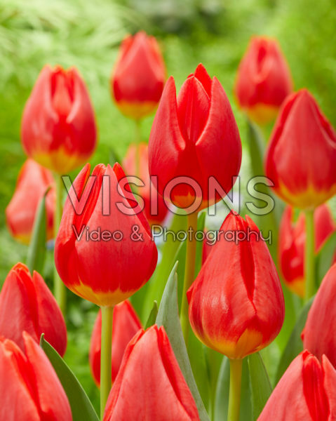 Tulipa Friendship in Red