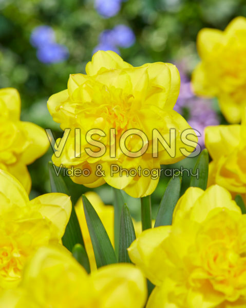 Narcissus Double Power Narcissus Double Power