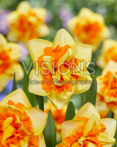 Narcissus Jersey Star
