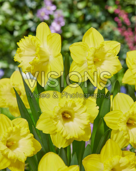 Narcissus 06-146
