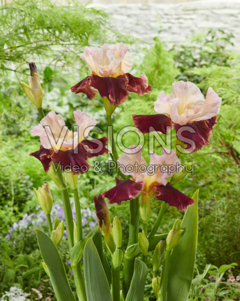 Iris Cranberry Swirl