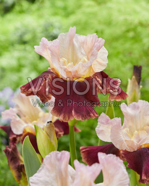Iris Cranberry Swirl