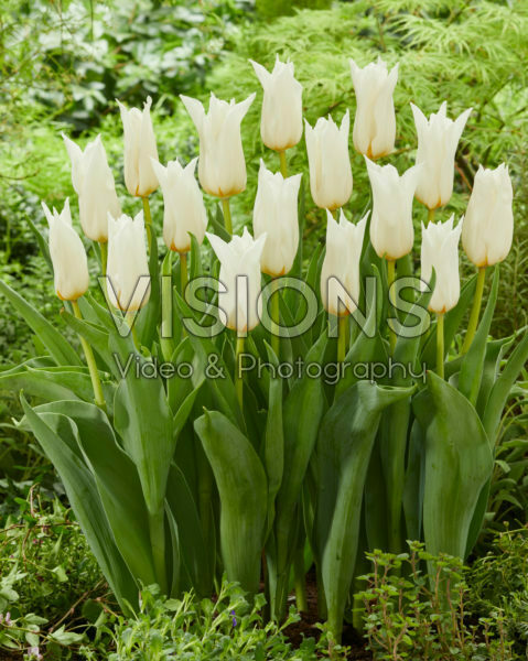 Tulipa Beauty and Elegance