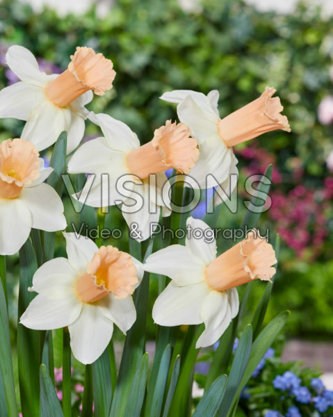 Narcissus Llanfair