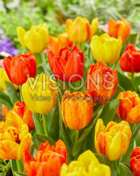 Tulipa Flaming Baby Tulipa Flaming Baby