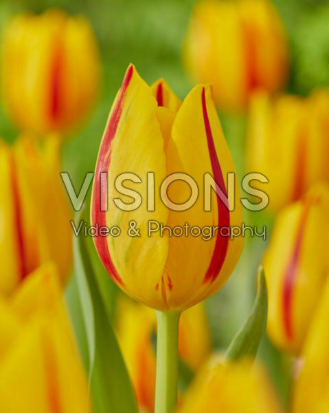 Tulipa Freedom Flame