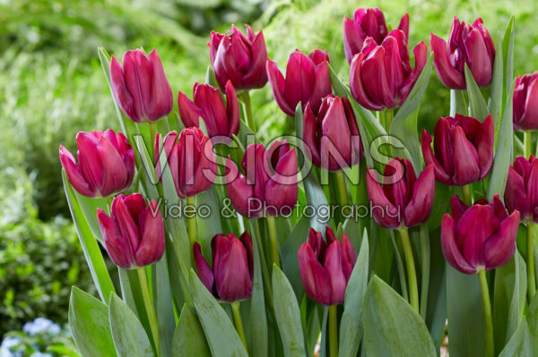 Tulipa Scamper