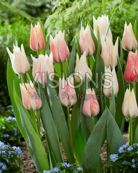 Tulipa Karate Tulipa Karate