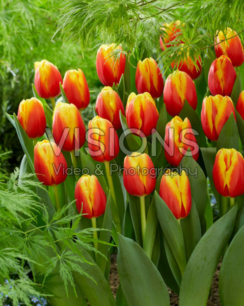 Tulipa Minsk