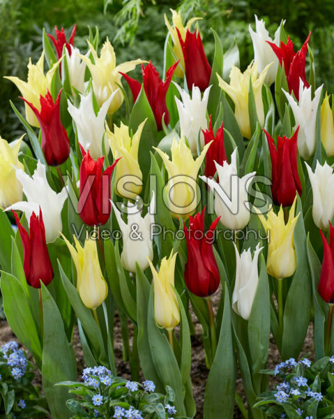 Tulipa Chic mix