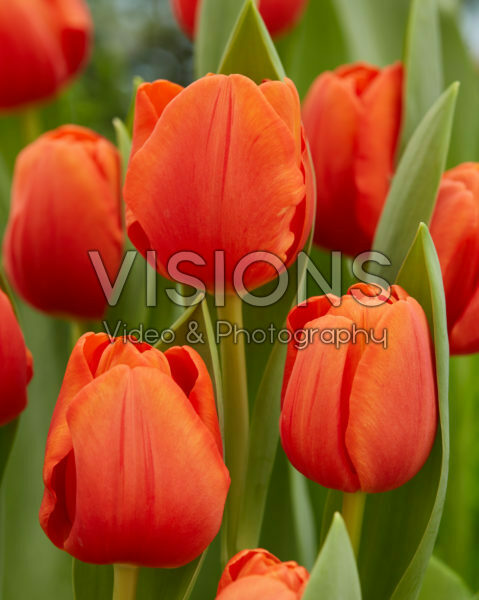 Tulipa Cadans