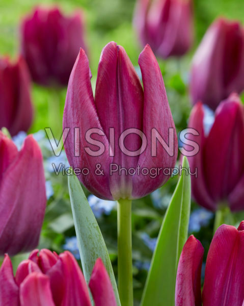 Tulipa Scamper Tulipa Scamper