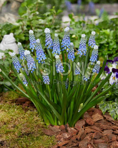 Muscari Helena® Muscari Helena®