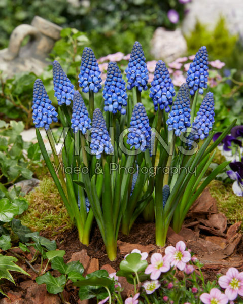 Muscari Big Smile® Muscari Big Smile®