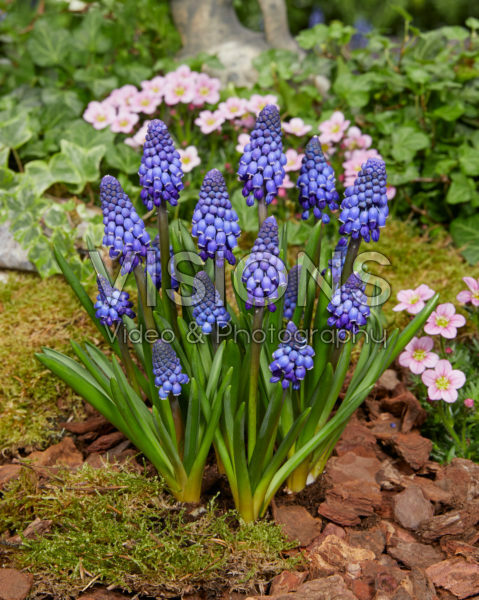 Muscari Lindsay® Muscari Lindsay®