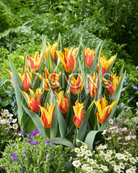 Tulipa Firework