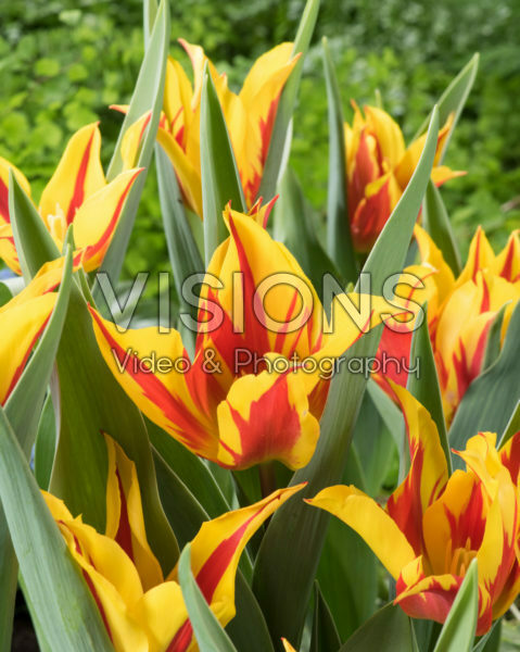Tulipa Firework Tulipa Firework