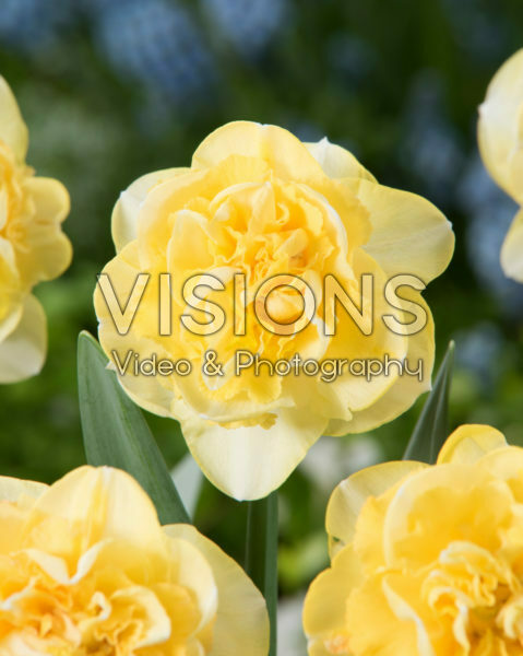 Narcissus Kiwi Sunset Narcissus Kiwi Sunset