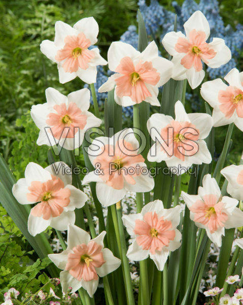 Narcissus Cool Evening Narcissus Cool Evening