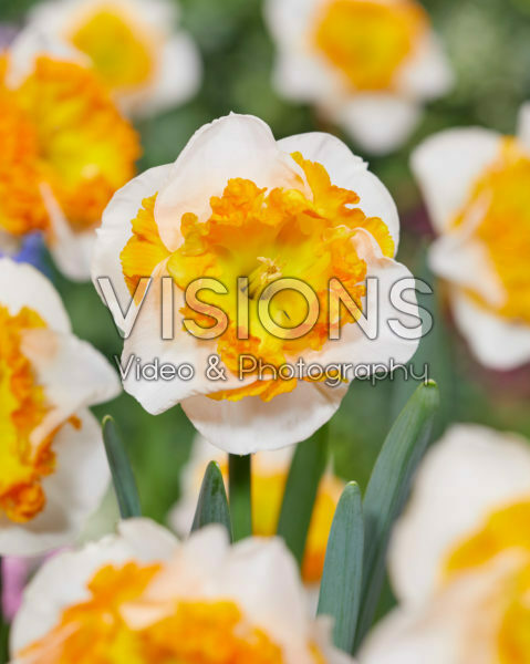 Narcissus with orange collar